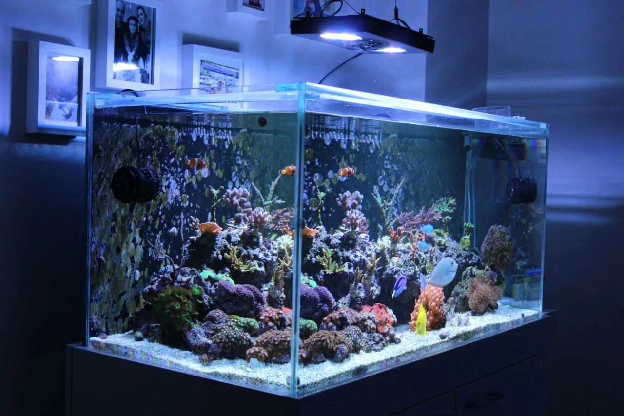 Bolu Akvaryum Kurulumu