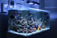 Bolu Akvaryum Kurulumu